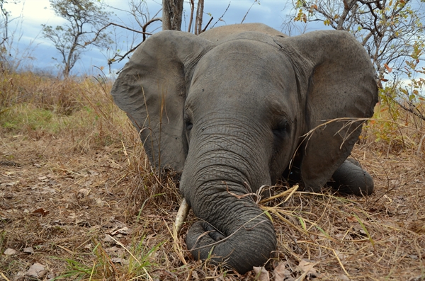 Govt of Mozambique announces major decline in national elephant